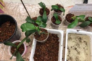 Samo voda nije dovoljna: Dodajte ovo u saksiju i orhideje će bujati kao lude - content image