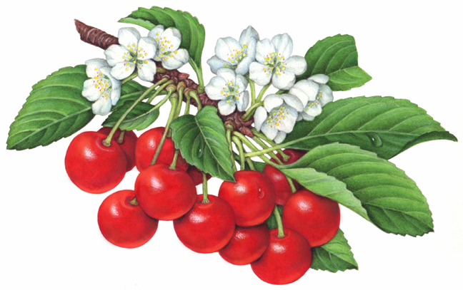 Cherries-twelve-sour-montmorency-cherries-on-a-branch-w-blossoms1
