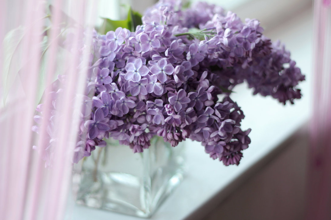lilac_by_lilybrilliant-d3hg477