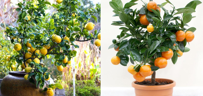 limun-narandža