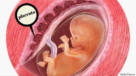 o-placenta