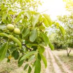 Veruje se da ova biljka donosi nesreću: Nikada je ne sadite, a ako je dobijete na poklon – odmah je bacite iz kuće! Veruje se da ova biljka donosi nesreću: Nikada je ne sadite, a ako je dobijete na poklon – odmah je bacite iz kuće! - featured image