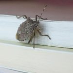 EV0 ZAŠTO SMRDIBUBE ULAZE U STAN0VE: Nikad ne biste pogodili da je 0VO RAZLO EV0 ZAŠTO SMRDIBUBE ULAZE U STAN0VE: Nikad ne biste pogodili da je 0VO RAZLO - featured image