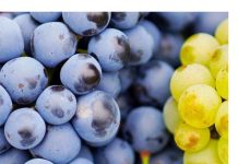 SAD JE NJEGOVO VRIJEME: Evo zbog čega moramo da jedemo svakoga dana grožđe !