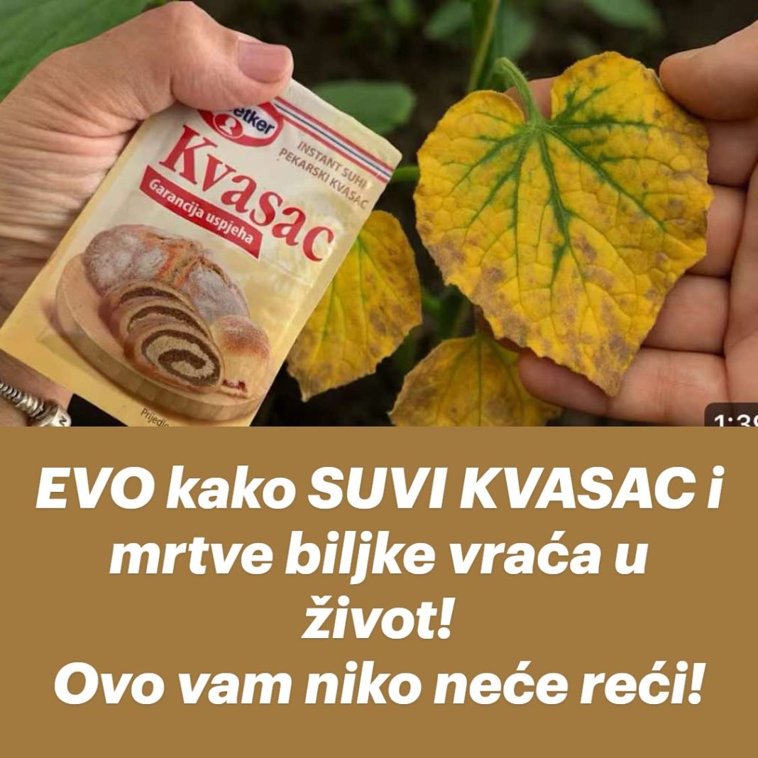 EVO kako SUVI KVASAC i mrtve biljke vraća u život! Ovo vam niko neće reći! - featured image