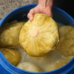 Svi ga jedemo zimi, ali malo ko zna šta kiseli kupus zapravo radi tijelu Svi ga jedemo zimi, ali malo ko zna šta kiseli kupus zapravo radi tijelu - featured image