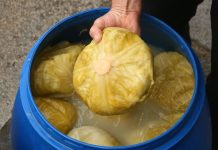 Svi ga jedemo zimi, ali malo ko zna šta kiseli kupus zapravo radi tijelu Svi ga jedemo zimi, ali malo ko zna šta kiseli kupus zapravo radi tijelu - featured image