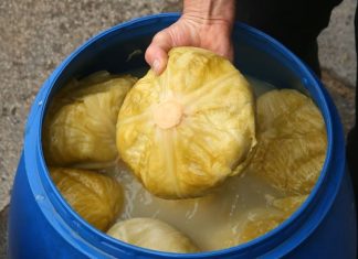 Svi ga jedemo zimi, ali malo ko zna šta kiseli kupus zapravo radi tijelu Svi ga jedemo zimi, ali malo ko zna šta kiseli kupus zapravo radi tijelu - featured image