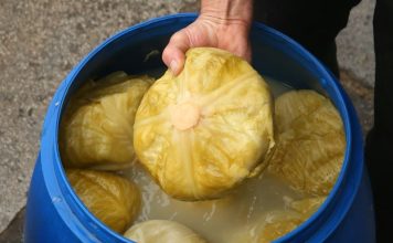 Svi ga jedemo zimi, ali malo ko zna šta kiseli kupus zapravo radi tijelu Svi ga jedemo zimi, ali malo ko zna šta kiseli kupus zapravo radi tijelu - featured image