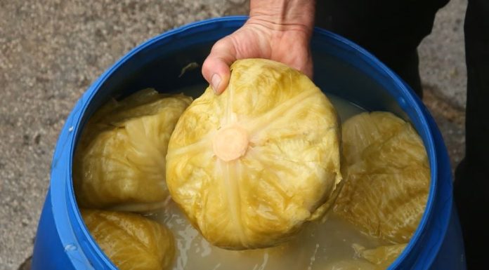 Svi ga jedemo zimi, ali malo ko zna šta kiseli kupus zapravo radi tijelu Svi ga jedemo zimi, ali malo ko zna šta kiseli kupus zapravo radi tijelu - featured image