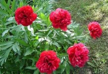 Biljka koja priziva SREĆU i blagostanje: Dom koji je ima uvijek je pod zaštitom Biljka koja priziva SREĆU i blagostanje: Dom koji je ima uvijek je pod zaštitom - featured image