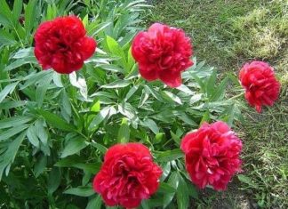 Biljka koja priziva SREĆU i blagostanje: Dom koji je ima uvijek je pod zaštitom Biljka koja priziva SREĆU i blagostanje: Dom koji je ima uvijek je pod zaštitom - featured image