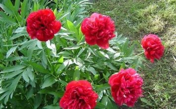 Biljka koja priziva SREĆU i blagostanje: Dom koji je ima uvijek je pod zaštitom Biljka koja priziva SREĆU i blagostanje: Dom koji je ima uvijek je pod zaštitom - featured image