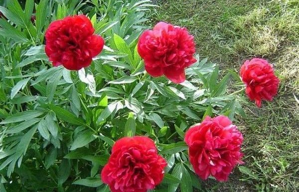 Biljka koja priziva SREĆU i blagostanje: Dom koji je ima uvijek je pod zaštitom Biljka koja priziva SREĆU i blagostanje: Dom koji je ima uvijek je pod zaštitom - featured image