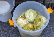 Ako se uhvati bijela skrama morate ga baciti? 3 najčešće greške zbog kojih se kiseli kupus pokvari Ako se uhvati bijela skrama morate ga baciti? 3 najčešće greške zbog kojih se kiseli kupus pokvari - featured image