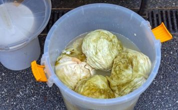 Ako se uhvati bijela skrama morate ga baciti? 3 najčešće greške zbog kojih se kiseli kupus pokvari Ako se uhvati bijela skrama morate ga baciti? 3 najčešće greške zbog kojih se kiseli kupus pokvari - featured image