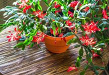 Evo kako se njeguje najljepši sobni cvijet u decembru: Božićni kaktus voli samo 1 mjesto u kući Evo kako se njeguje najljepši sobni cvijet u decembru: Božićni kaktus voli samo 1 mjesto u kući - featured image