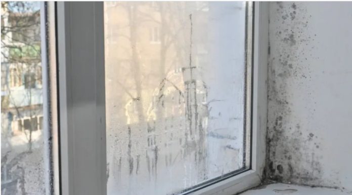 Moler otkrio kako da se riješite vlage i buđi: Dovoljna je samo jedna čašica ovog proizvoda Moler otkrio kako da se riješite vlage i buđi: Dovoljna je samo jedna čašica ovog proizvoda - featured image