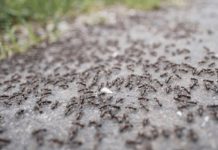 BJEŽE KAO LUDI: Ovo je “bijela smrt” za mrave, a nije ni so, ni soda bikarbona! BJEŽE KAO LUDI: Ovo je “bijela smrt” za mrave, a nije ni so, ni soda bikarbona! - featured image