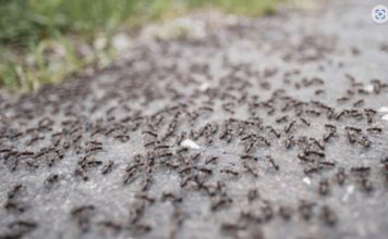 BJEŽE KAO LUDI: Ovo je “bijela smrt” za mrave, a nije ni so, ni soda bikarbona! BJEŽE KAO LUDI: Ovo je “bijela smrt” za mrave, a nije ni so, ni soda bikarbona! - featured image