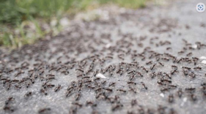 BJEŽE KAO LUDI: Ovo je “bijela smrt” za mrave, a nije ni so, ni soda bikarbona! BJEŽE KAO LUDI: Ovo je “bijela smrt” za mrave, a nije ni so, ni soda bikarbona! - featured image