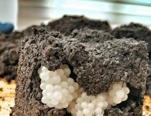 Šta Otkrivaju Bele Kuglice U Zemlji I Kako Zaštititi Svoju Baštu Šta Otkrivaju Bele Kuglice U Zemlji I Kako Zaštititi Svoju Baštu - featured image