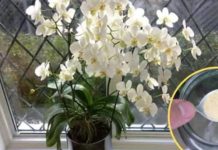 Ako ti orhideja vene, stani odmah! OVAJ prašak čini čuda – samo kašičica mjesečno! Ako ti orhideja vene, stani odmah! OVAJ prašak čini čuda – samo kašičica mjesečno! - featured image