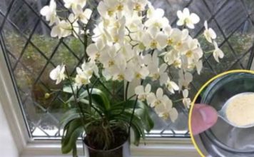 Ako ti orhideja vene, stani odmah! OVAJ prašak čini čuda – samo kašičica mjesečno! Ako ti orhideja vene, stani odmah! OVAJ prašak čini čuda – samo kašičica mjesečno! - featured image