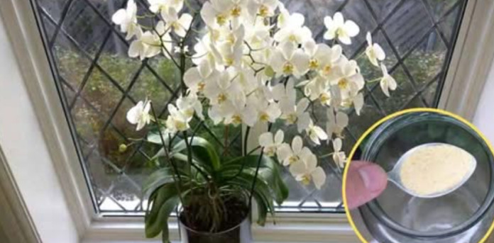 Ako ti orhideja vene, stani odmah! OVAJ prašak čini čuda – samo kašičica mjesečno! Ako ti orhideja vene, stani odmah! OVAJ prašak čini čuda – samo kašičica mjesečno! - featured image