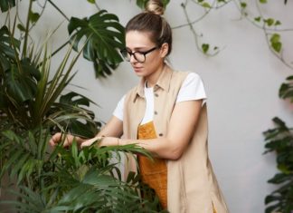 Doslovno ne može da se uništi, čak iako se zemlja skroz osuši i ostane bez vode: Hit biljka 2026. godine, savršeno čisiti vazduh Doslovno ne može da se uništi, čak iako se zemlja skroz osuši i ostane bez vode: Hit biljka 2026. godine, savršeno čisiti vazduh - featured image