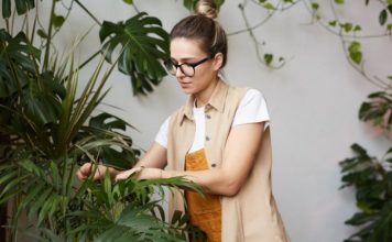 Doslovno ne može da se uništi, čak iako se zemlja skroz osuši i ostane bez vode: Hit biljka 2026. godine, savršeno čisiti vazduh Doslovno ne može da se uništi, čak iako se zemlja skroz osuši i ostane bez vode: Hit biljka 2026. godine, savršeno čisiti vazduh - featured image