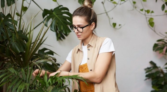 Doslovno ne može da se uništi, čak iako se zemlja skroz osuši i ostane bez vode: Hit biljka 2026. godine, savršeno čisiti vazduh Doslovno ne može da se uništi, čak iako se zemlja skroz osuši i ostane bez vode: Hit biljka 2026. godine, savršeno čisiti vazduh - featured image