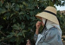 Nije samo orah u pitanju: Naši stari nikad nisu sadili smokvu blizu kuće, evo i zbog čega Nije samo orah u pitanju: Naši stari nikad nisu sadili smokvu blizu kuće, evo i zbog čega - featured image