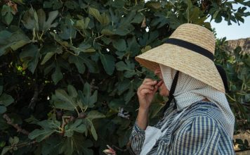 Nije samo orah u pitanju: Naši stari nikad nisu sadili smokvu blizu kuće, evo i zbog čega Nije samo orah u pitanju: Naši stari nikad nisu sadili smokvu blizu kuće, evo i zbog čega - featured image