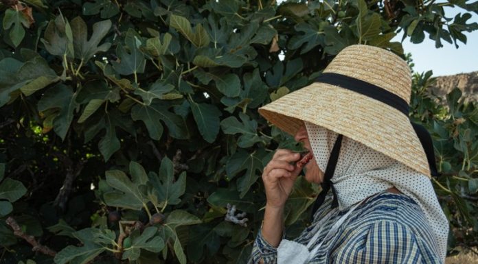 Nije samo orah u pitanju: Naši stari nikad nisu sadili smokvu blizu kuće, evo i zbog čega Nije samo orah u pitanju: Naši stari nikad nisu sadili smokvu blizu kuće, evo i zbog čega - featured image