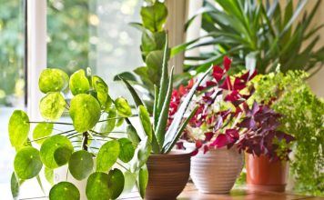 6 grešaka zbog kojih sobne biljke brzo uvenu: Zalivanje je na prvom mestu 6 grešaka zbog kojih sobne biljke brzo uvenu: Zalivanje je na prvom mestu - featured image