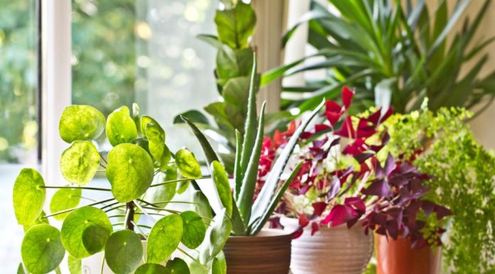 6 grešaka zbog kojih sobne biljke brzo uvenu: Zalivanje je na prvom mestu 6 grešaka zbog kojih sobne biljke brzo uvenu: Zalivanje je na prvom mestu - featured image