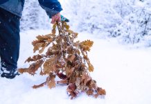 Uz badnjak obavezno treba uneti ovu biljku u kuću: Malo ko zna njenu simboliku Uz badnjak obavezno treba uneti ovu biljku u kuću: Malo ko zna njenu simboliku - featured image
