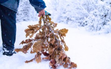 Uz badnjak obavezno treba uneti ovu biljku u kuću: Malo ko zna njenu simboliku Uz badnjak obavezno treba uneti ovu biljku u kuću: Malo ko zna njenu simboliku - featured image
