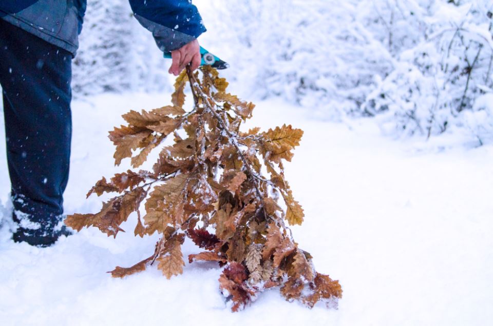 Uz badnjak obavezno treba uneti ovu biljku u kuću: Malo ko zna njenu simboliku - featured image Uz badnjak obavezno treba uneti ovu biljku u kuću: Malo ko zna njenu simboliku - featured image
