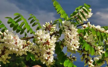 OVO DRVO DONOSI NESREĆU: KO MU POLOMI GRANU UMIRE ZA MANJE OD GODINU DANA.. OVO DRVO DONOSI NESREĆU: KO MU POLOMI GRANU UMIRE ZA MANJE OD GODINU DANA.. - featured image