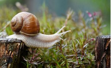 Imate probleme sa puževima u bašti kada stigne proljeće? EVO KAKO DA IH SE ZAUVIJEK RIJEŠITE: Stručnjaci otkrili TRIK, treba vam 1 stvar Imate probleme sa puževima u bašti kada stigne proljeće? EVO KAKO DA IH SE ZAUVIJEK RIJEŠITE: Stručnjaci otkrili TRIK, treba vam 1 stvar - featured image