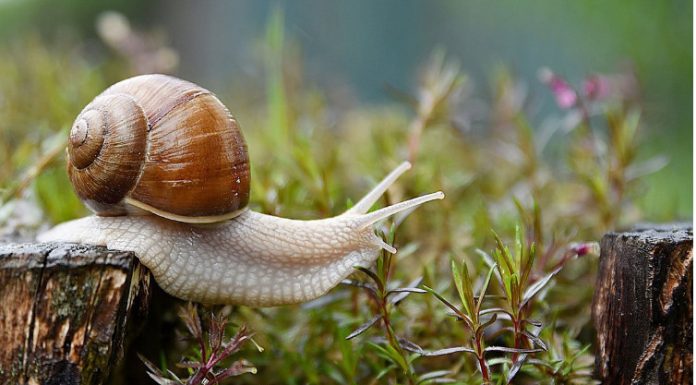 Imate probleme sa puževima u bašti kada stigne proljeće? EVO KAKO DA IH SE ZAUVIJEK RIJEŠITE: Stručnjaci otkrili TRIK, treba vam 1 stvar Imate probleme sa puževima u bašti kada stigne proljeće? EVO KAKO DA IH SE ZAUVIJEK RIJEŠITE: Stručnjaci otkrili TRIK, treba vam 1 stvar - featured image