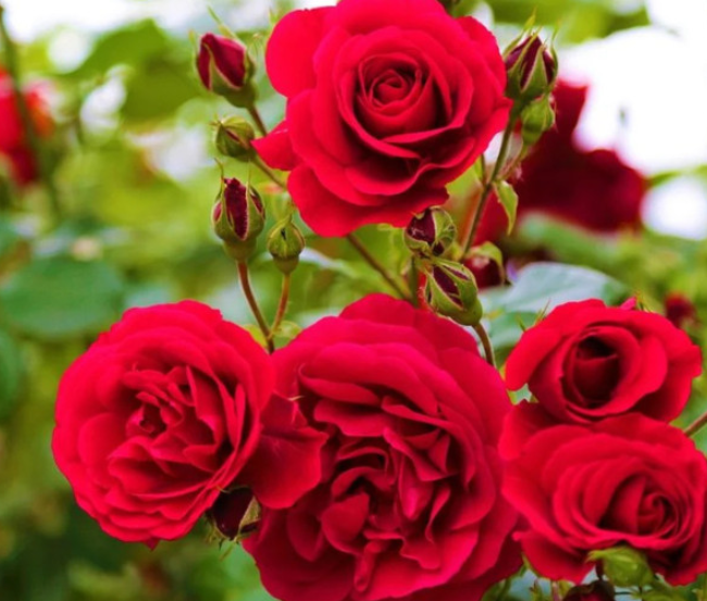 Screenshot 2026-01-19 140444