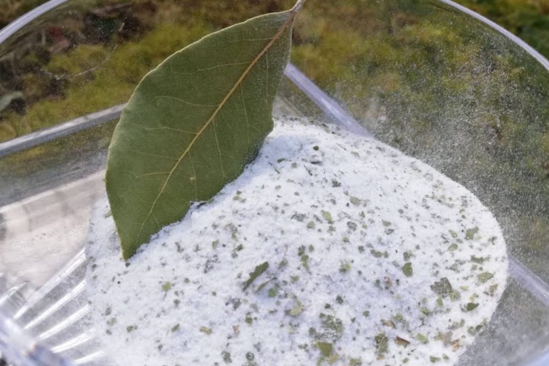 Kombinacija lovora i soli leči tijelo i dušu – evo kako da je pravilno iskoristite! - featured image Kombinacija lovora i soli leči tijelo i dušu – evo kako da je pravilno iskoristite! - featured image