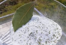 Kombinacija lovora i soli leči tijelo i dušu – evo kako da je pravilno iskoristite! Kombinacija lovora i soli leči tijelo i dušu – evo kako da je pravilno iskoristite! - featured image