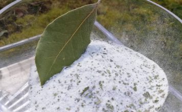 Kombinacija lovora i soli leči tijelo i dušu – evo kako da je pravilno iskoristite! Kombinacija lovora i soli leči tijelo i dušu – evo kako da je pravilno iskoristite! - featured image