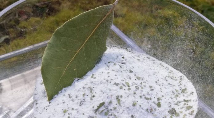 Kombinacija lovora i soli leči tijelo i dušu – evo kako da je pravilno iskoristite! Kombinacija lovora i soli leči tijelo i dušu – evo kako da je pravilno iskoristite! - featured image