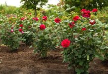 Obavezno ovaj prah pospite po ružama u februaru: Svi ga imamo u kući, bujaće cijelo ljeto Obavezno ovaj prah pospite po ružama u februaru: Svi ga imamo u kući, bujaće cijelo ljeto - featured image