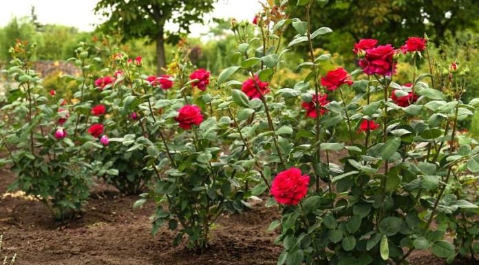 Obavezno ovaj prah pospite po ružama u februaru: Svi ga imamo u kući, bujaće cijelo ljeto Obavezno ovaj prah pospite po ružama u februaru: Svi ga imamo u kući, bujaće cijelo ljeto - featured image